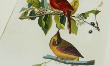 “Birds of Baseball,” a new exhibit in the Lally Reading Room in Schaffer Library, features original prints of John James Audubon's "Birds of America." The prints are paired with images of baseball teams mascots named after the corresponding birds. This includes Cardinal Grosbeak (Plate 159).