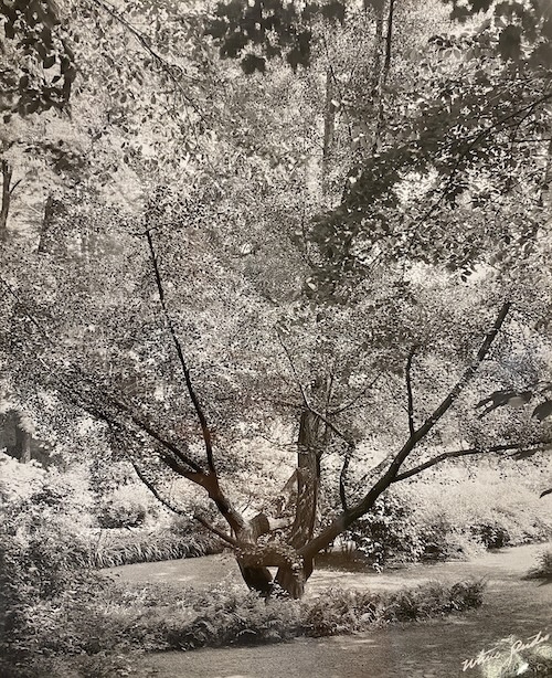 When Isaac Jackson began to meticulously cultivate a garden on the College grounds in the mid-19th century, one of the exotic pieces he included was a small shrub of a ginkgo tree from Japan. A persistently hardy species that features fan-shaped leaves that burst into spectacular golden hues in autumn, the ginkgo is considered a living fossil as its origin dates back to the days of dinosaurs. Nearly two centuries after the ginkgo tree took root on campus, the striking specimen is the most distinctive elemen