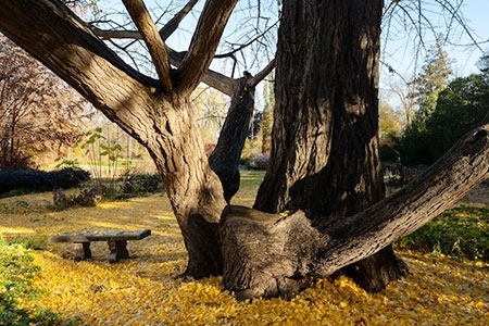 The thick, gnarled branches create a perfect study spot for students or an inviting climb for children. Faculty and staff often sit on the bench under the 200-foot tree to take a pause from their day.