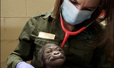 Brianne Phillips with baby gorilla