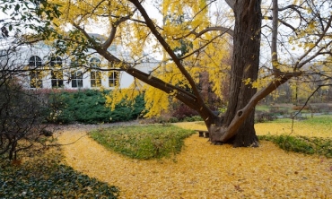 When Isaac Jackson began to meticulously cultivate a garden on the College grounds in the mid-19th century, one of the exotic pieces he included was a small shrub of a ginkgo tree from Japan. A persistently hardy species that features fan-shaped leaves that burst into spectacular golden hues in autumn, the ginkgo is considered a living fossil as its origin dates back to the days of dinosaurs. Nearly two centuries after the ginkgo tree took root on campus, the striking specimen is the most distinctive elemen